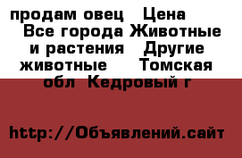  продам овец › Цена ­ 100 - Все города Животные и растения » Другие животные   . Томская обл.,Кедровый г.